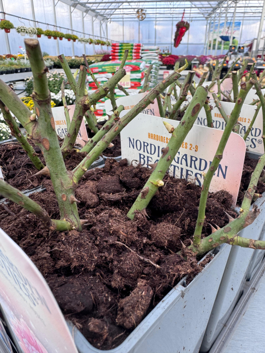 Nordic Roses 2L – trandafiri compacți și viguroși [4]