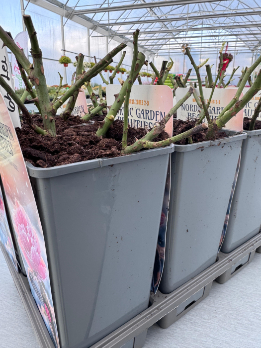 Nordic Roses 2L – trandafiri compacți și viguroși [1]