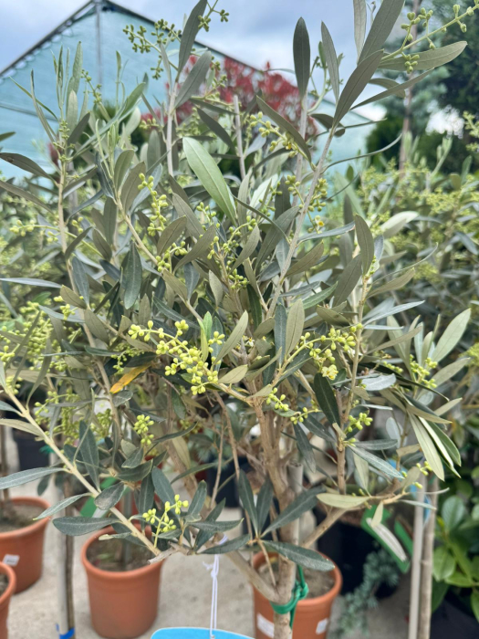 Olea europaea 100cm – arbore ornamental mediteranean [2]