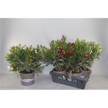 Oleander Enkelbloemig Mix – 13 cm [2]