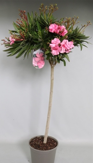 Oleander Enkelbloemig Mix – 13 cm [1]