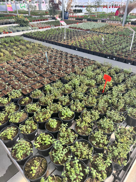 Origanum vulgare  ‘Hot and Spicy’ (oregano), ghiveci C2 [2]