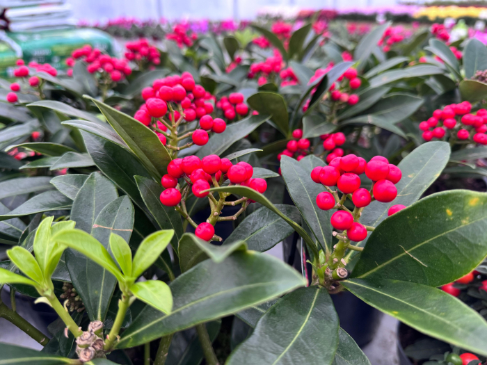 Skimmia japonica 'Pabela' [2]