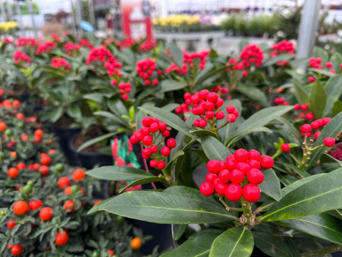 Skimmia japonica 'Pabela' [3]