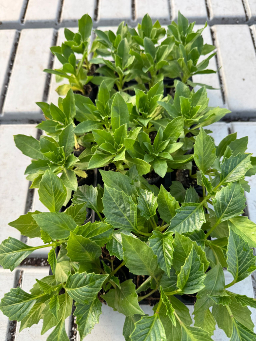 Pachet Mix Dahlia + Margarete Africane 25 buc [2]