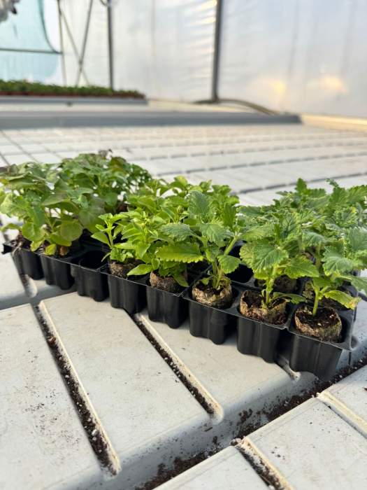 Pachet Mix Lobelia + Verbena 25 buc [3]