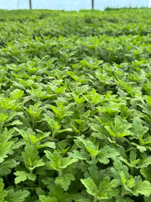 Pachet mix cu 25 butași de crizanteme pentru floare tăiată [3]