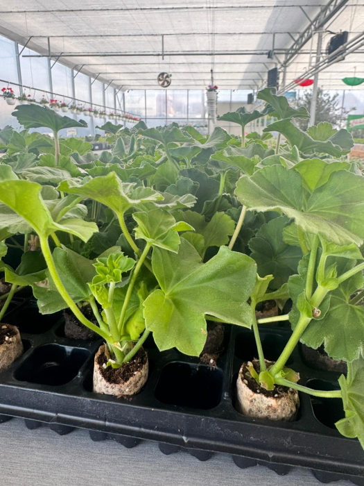 Pachet mix mușcate curgătoare, 25 butași [2]