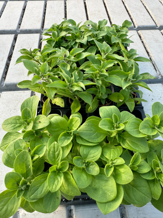 Pachet Mix Petunia 25 butași [2]