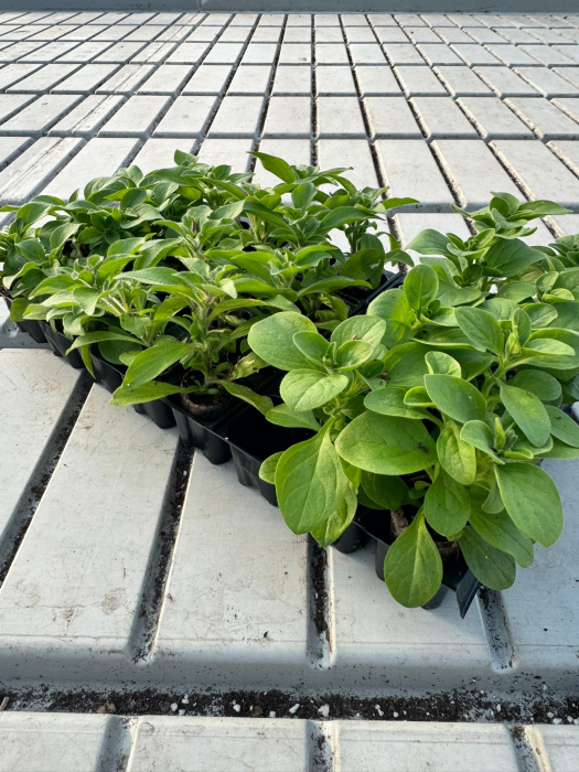 Pachet Mix Petunia 25 butași [3]