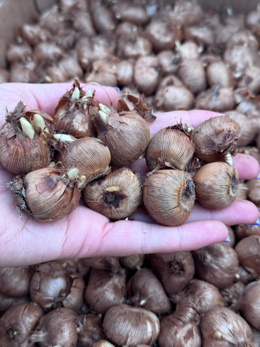 Pachet multicolor de bulbi de brândușe (Crocus) – 20 bucăți, dimensiune bulb 8/9 [3]