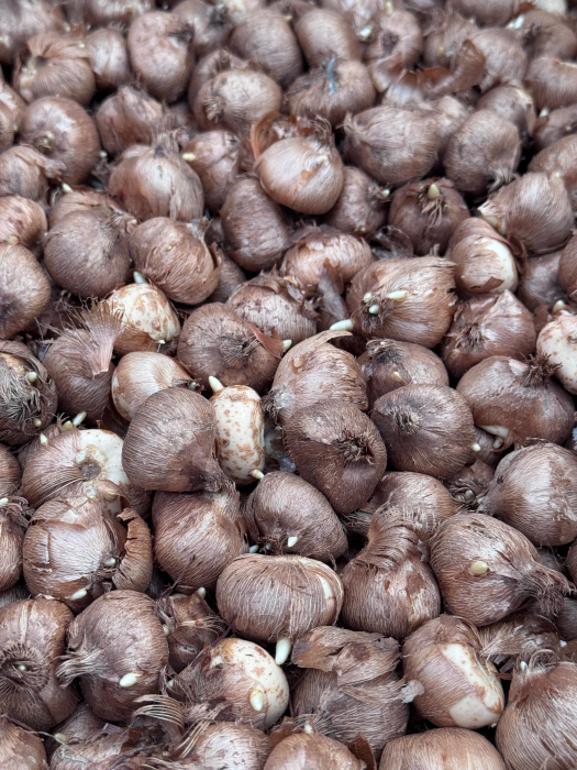 Pachet multicolor de bulbi de brândușe (Crocus) – 20 bucăți, dimensiune bulb 8/9 [6]