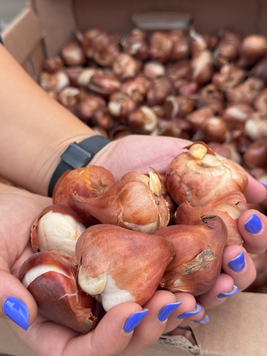 Pachet multicolor de bulbi de lalele – 20 bucăți, dimensiune bulb 12+ [7]