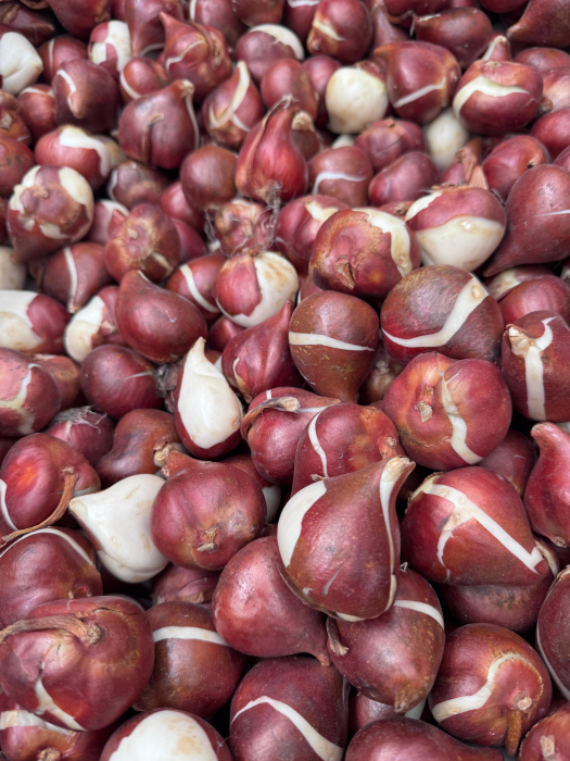 Pachet multicolor de bulbi de lalele – 20 bucăți, dimensiune bulb 12+ [3]