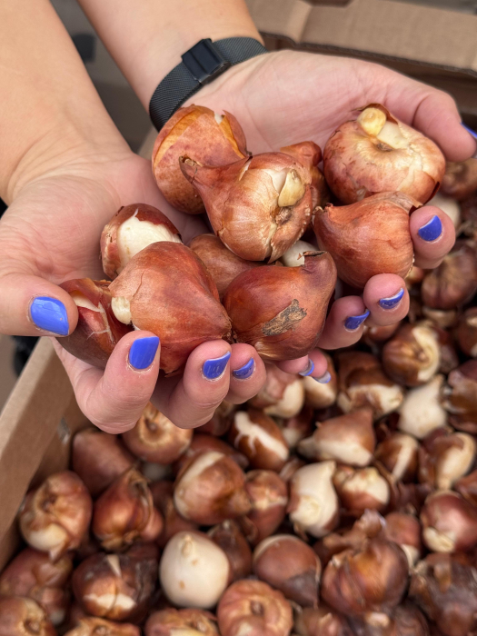 Pachet multicolor de bulbi de lalele duble – 20 bucăți, dimensiune bulb 12+ [14]