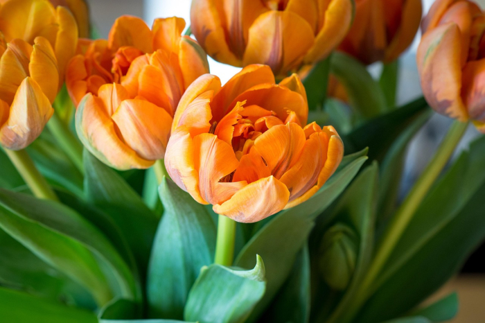 Pachet multicolor de bulbi de lalele duble – 20 bucăți, dimensiune bulb 12+ [9]