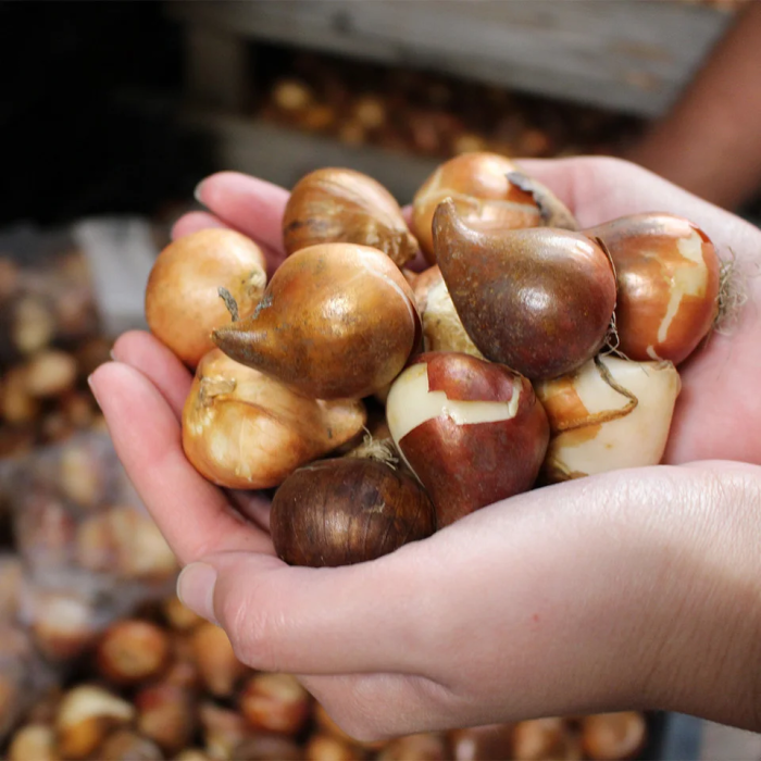 Pachet multicolor de bulbi de lalele duble – 20 bucăți, dimensiune bulb 12+ [4]