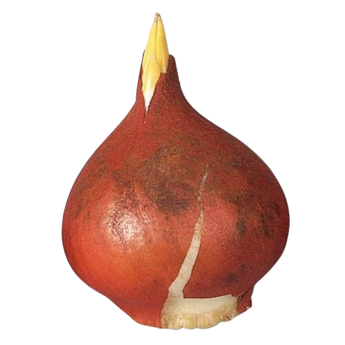 Pachet multicolor de bulbi de lalele duble – 20 bucăți, dimensiune bulb 12+ [10]