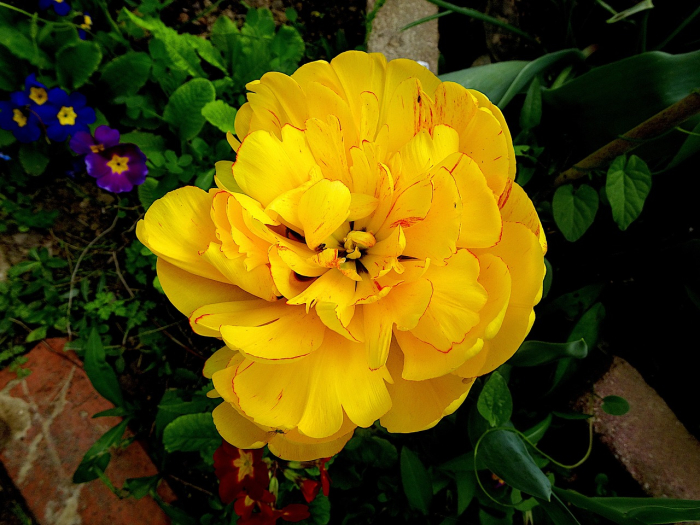 Pachet multicolor de bulbi de lalele duble – 20 bucăți, dimensiune bulb 12+ [6]