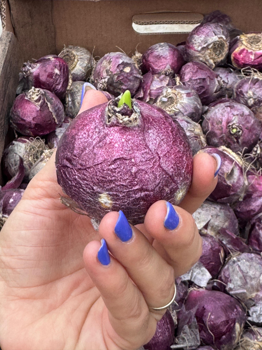 Pachet multicolor de bulbi de zambile (Hyacinth) – 10 bucăți, dimensiune bulb 17/19 [11]