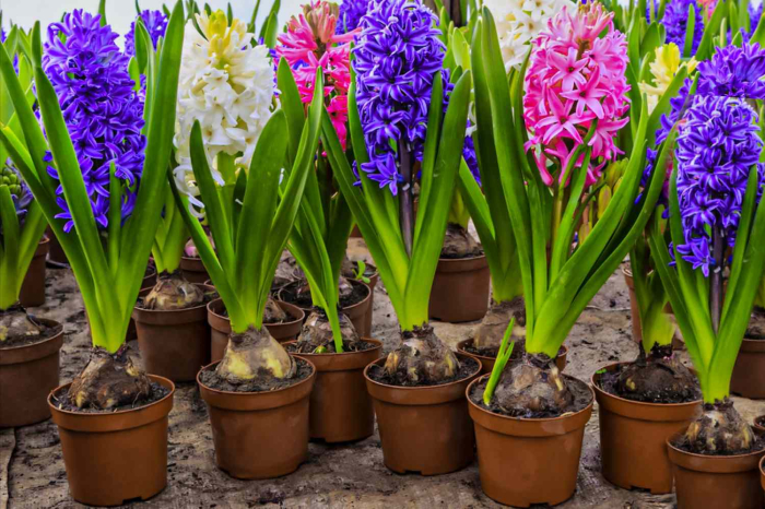 Pachet multicolor de bulbi de zambile (Hyacinth) – 10 bucăți, dimensiune bulb 17/19 [6]