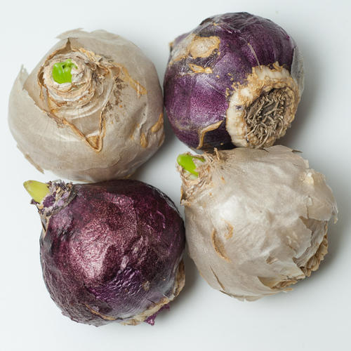 Pachet multicolor de bulbi de zambile (Hyacinth) – 10 bucăți, dimensiune bulb 17/19 [2]