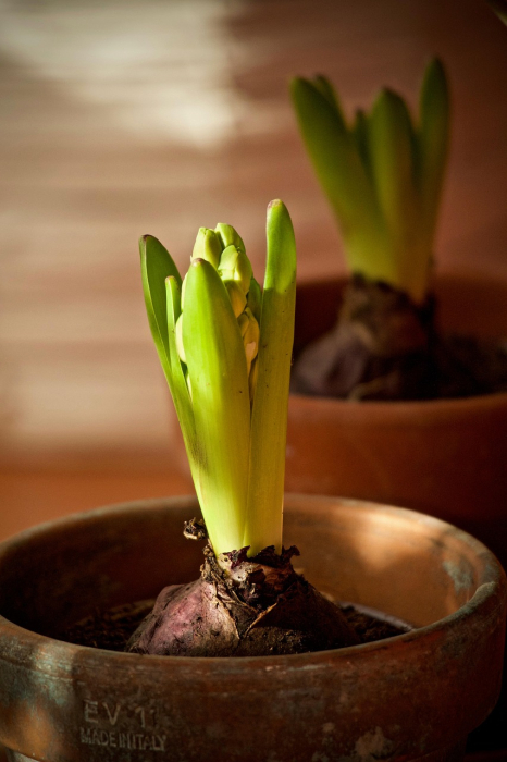 Pachet multicolor de bulbi de zambile (Hyacinth) – 10 bucăți, dimensiune bulb 17/19 [5]