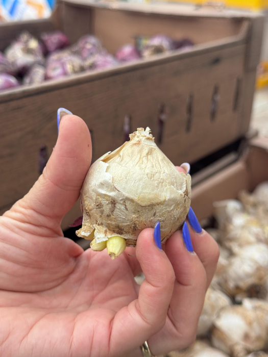 Pachet multicolor de bulbi de zambile (Hyacinth) – 10 bucăți, dimensiune bulb 17/19 [10]