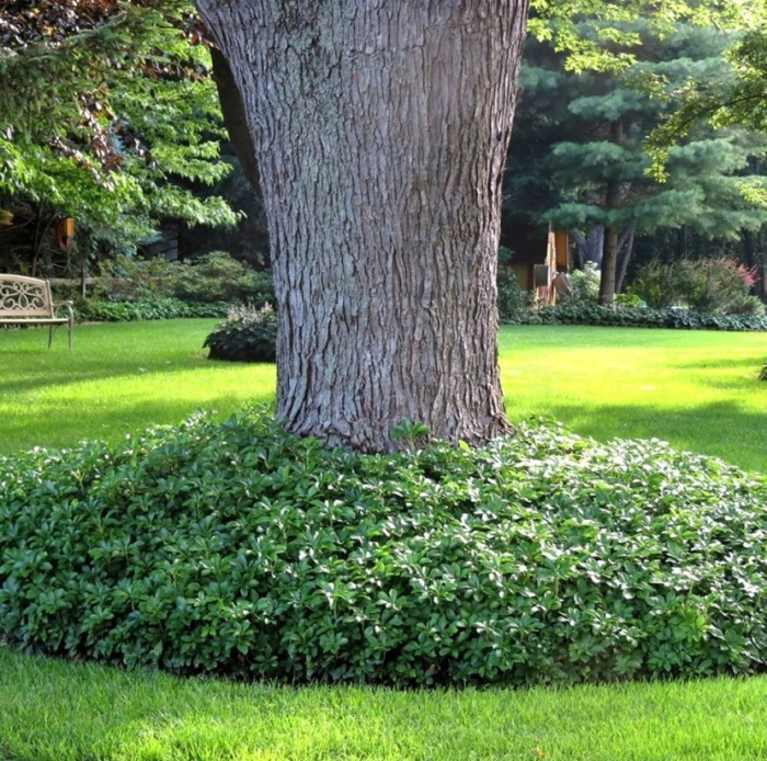Pachysandra terminalis, ghiveci P14 [2]