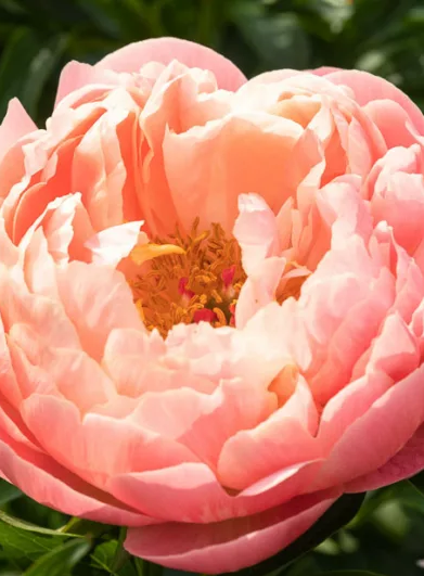 Paeonia ‘Coral Charm’ [1]