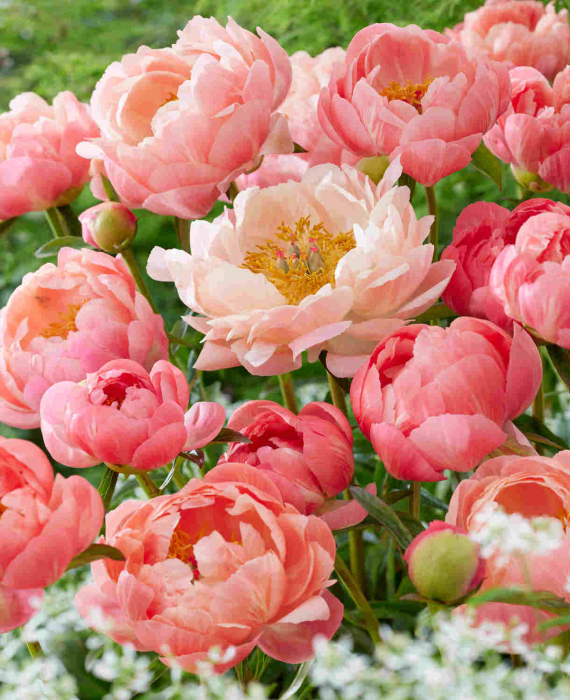 Paeonia ‘Coral Charm’ [3]