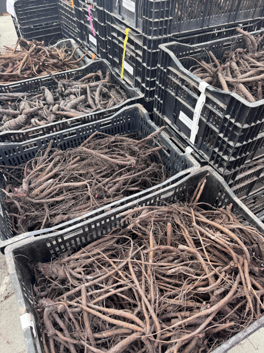 Paeonia ‘Many Happy Returns’ [3]