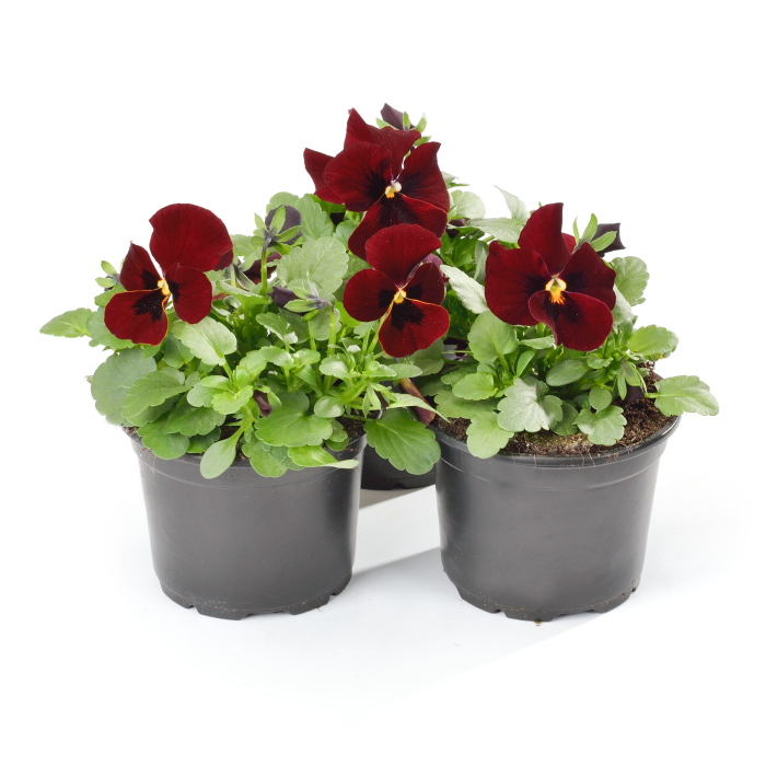 Panseluța Cornet Red (Viola) [3]