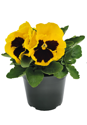 Viola Deluxxe Yellow Blotch – P9 [1]