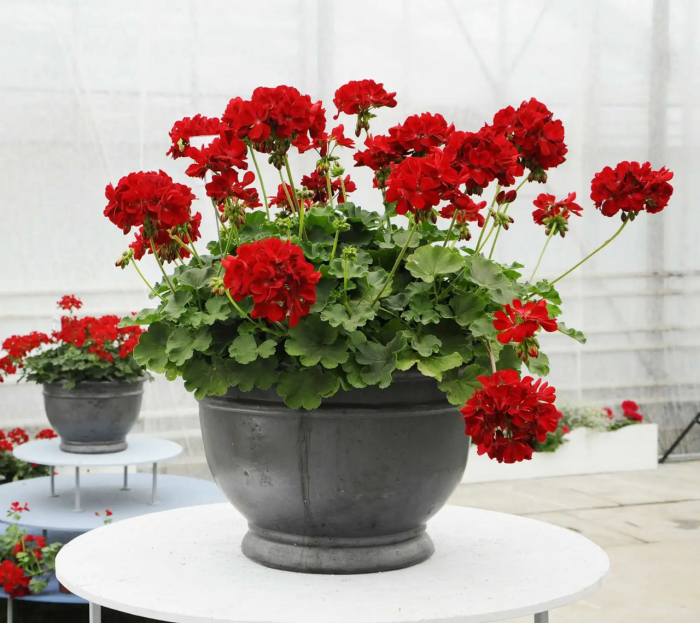 Pelargonium Champion Red Improved în ghiveci P12 [6]