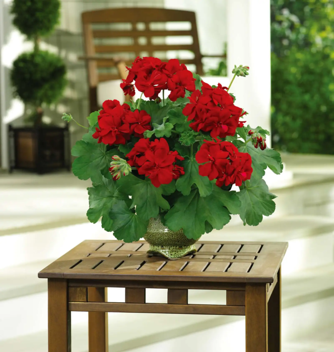Pelargonium Champion Red Improved în ghiveci P12 [7]