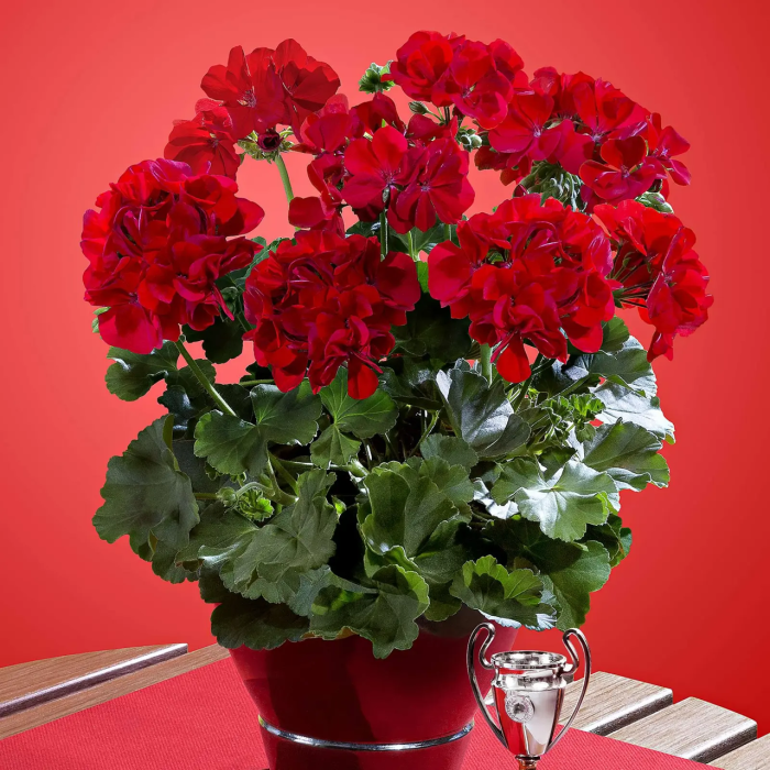 Pelargonium Champion Red Improved în ghiveci P12 [4]
