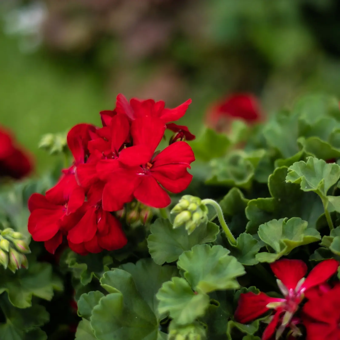 Pelargonium Champion Red Improved în ghiveci P12 [5]