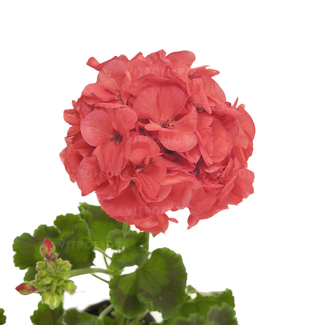 Pelargonium Classic Noblesse [3]