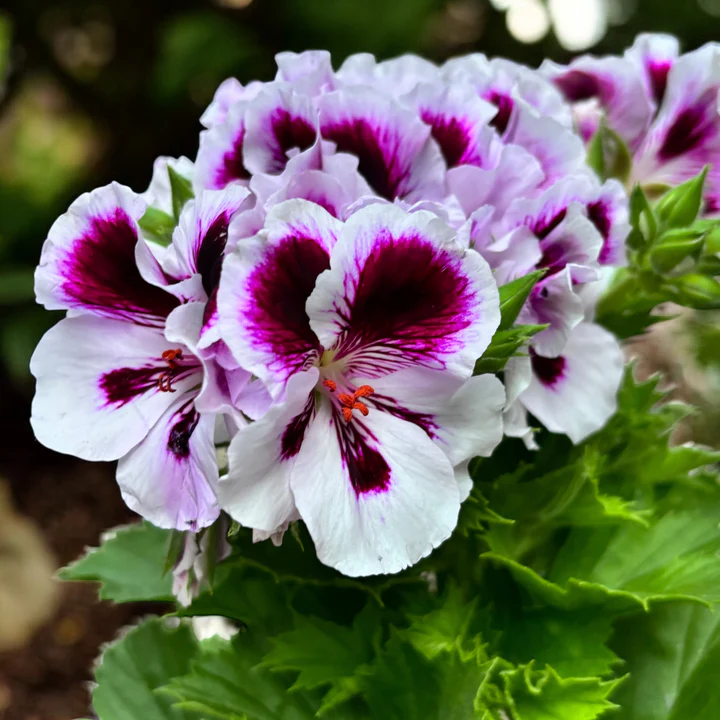 Pelargonium elegance emma – P12 [3]
