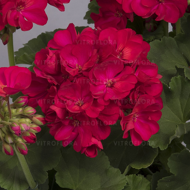 Mușcata Green Idols Neon [4]