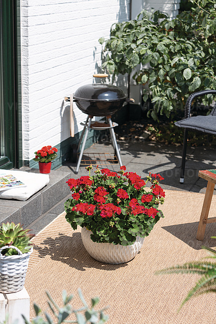 Mușcata Green Idols Neon [3]