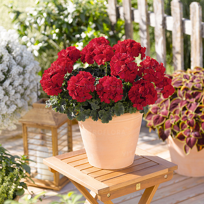 Pelargonium Savannah Really Red [3]
