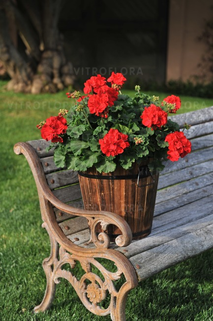 Pelargonium Savannah Really Red [4]