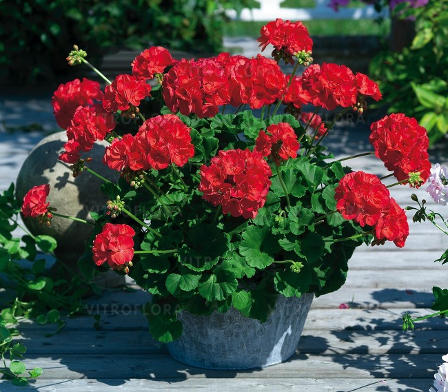 Mușcata Survivor Dark Red, ghiveci 12 cm [3]