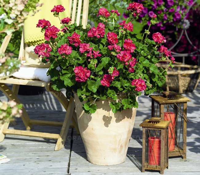 Pelargonium Survivor Idols Neon Violet [3]