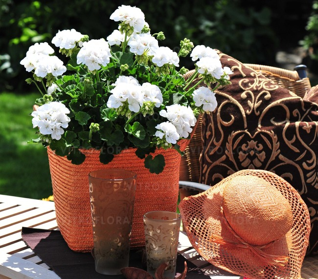 Pelargonium Survivor Idols White [4]