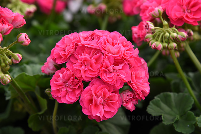 Pelargonium Survivor ‘Rosalinda’ (mușcată trandafir) în ghiveci P12 [4]