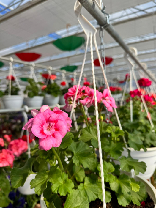 Mușcate în ghivece suspendate de 5L [3]