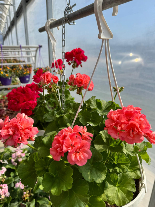 Mușcate în ghivece suspendate de 5L [6]